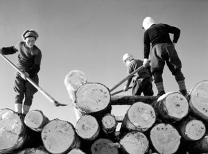 Wood-Cutters at Work