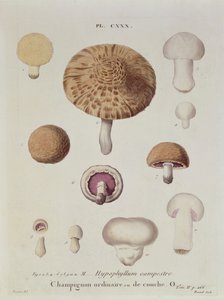 Hypophyllum campestre or the field mushroom, plate 130 from 