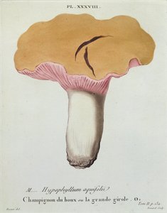 Hyprophyllum aquifolii, plate 38 from 