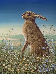 Hare, 1984