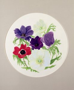 Anemones by Frances Buckland