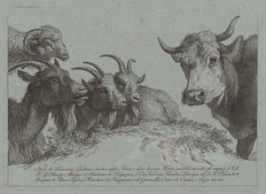 Study of Heads: Three Goats, an Ox, and a Ram, published c. 1783 by Francesco Londonio