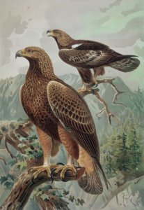 Engraving - Golden Eagle - Adult Male (1) and Female (2) Aquila Chrysaetos by Francia