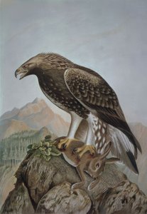 Engraving - Golden Eagle - Young Male