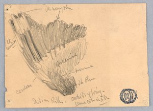 Sketch of a Wing by Francis Augustus Lathrop