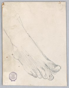 Study of Right Foot