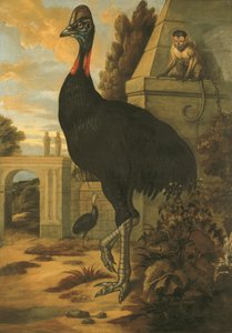 A Cassowary