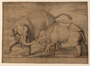 Fight Between an Elephant and Rhinoceros