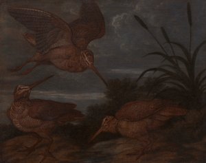 Woodcock at Dusk by Francis Barlow