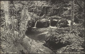 Glen Lyn, Stream and Foliage by Francis Bedford