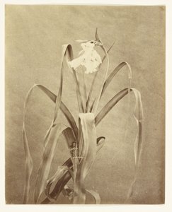 Flowers by Francis Edmond Currey