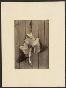 Heron by Francis Edmond Currey