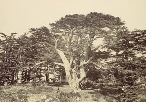 The Largest of the Cedars, Mount Lebanon by Francis Frith