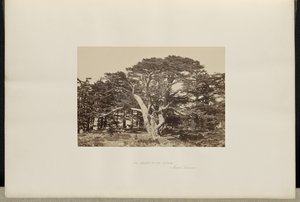 The Largest of the Cedars, Mount Lebanon by Francis Frith