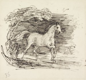 A Grey Horse trotting out of a Wood