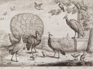 Group of Birds with Peacock