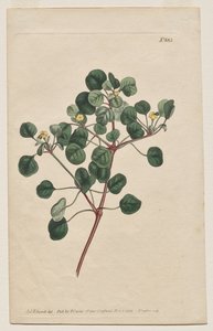 The Botanical Magazine or Flower Garden Displayed: Plate 883, Euphorbia Petiolaris. Long-Stalked Spurge by Francis Sansom