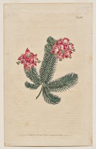 The Botanical Magazine or Flower Garden Displayed: Plate 966, Erica Elegans. Elegant Heath [Erica glauca] by Francis Sansom