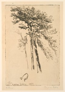 Scotch Firs by Francis Seymour Haden