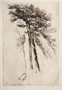 The Latest Tree by Francis Seymour Haden
