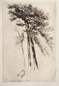 The Latest Tree by Francis Seymour Haden