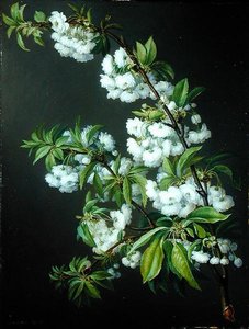 A Sprig of White Blossom