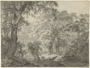 Forest Landscape