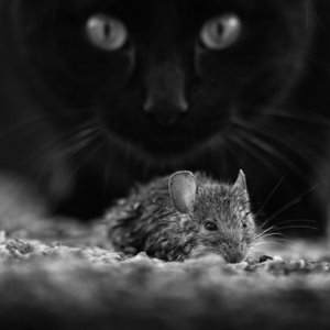 Black Cat Wild Mouse by Francois Casanova