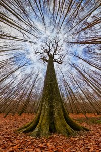 Towering Forest Giant