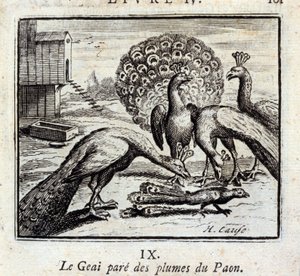 The Jay Adorns Peacock Feathers by Francois Chauveau