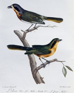 Adult Male and Young of Olive Bushshrike (Telophorus olivaceus)