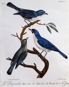 Blue Vanga (Cyanolanius madagascarinus)