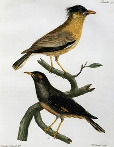 Brahminy Starling (Sturnus pagodarum) and Bank Myna (Acridotheres ginginianus)