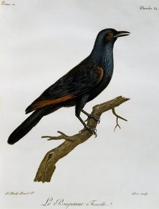 Female Red-winged Starling (Onychognathus morio), Engraving from Histoire Naturelle des Oiseaux d