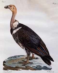 Immature Cape Griffon (Gyps coprotheres)