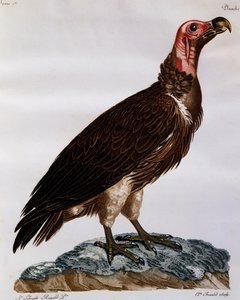 Lappet-faced Vulture (Torgos tracheliotos), Engraving from Histoire Naturelle des Oiseaux d