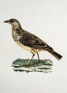 Large-billed Lark (Galerida magnirostris) by Francois Le Vaillant