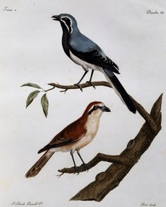 Le Pendeur et le Rousseau