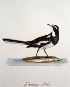Male African Pied Wagtail (Motacilla aguimp) by Francois Le Vaillant