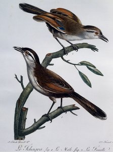 Male and Female of Black-crowned Tchagra (Tchagra senegalus)
