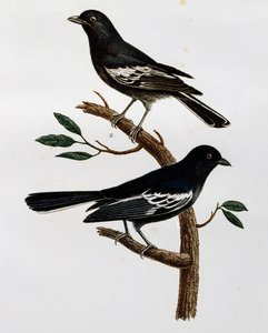 Male and Female of Black Tit (Parus niger)