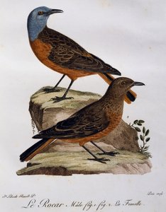 Male and Female of Cape Rock Thrush (Monticola rupestris)