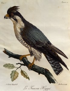 Peregrine Falcon (Falco peregrinus), engraving from Histoire Naturelle des Oiseaux d