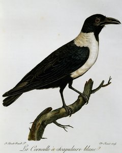 Pied Crow (Corvus albus)