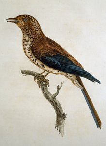 Red-capped Lark (Calandrella cinerea), engraving from Histoire Naturelle des Oiseaux d