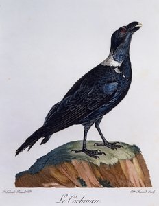 White-necked Raven (Corvus albicollis), engraving from Histoire Naturelle des Oiseaux d