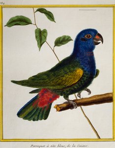 Blue-headed Parrot, from Histoire naturelle des oiseaux