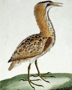 Butor by Francois Nicolas Martinet