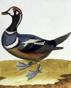 Collared Duck by Francois Nicolas Martinet