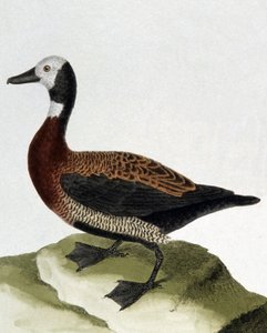 Duck of Maragnan